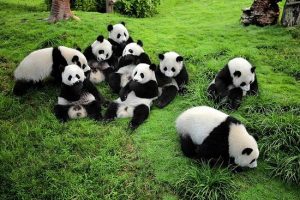 Chengdu Panda Tour
