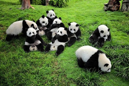 Know Why Chengdu Panda Tour is Going to be One Memorable Trip for Every Age Group