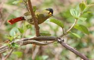 Sichuan Birding Tours: 3 Birds that You Simply cannot Miss out while in China