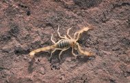 About The Scorpion and Hiring Pest Control to Eradicate Them