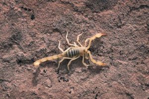 scorpion pest control