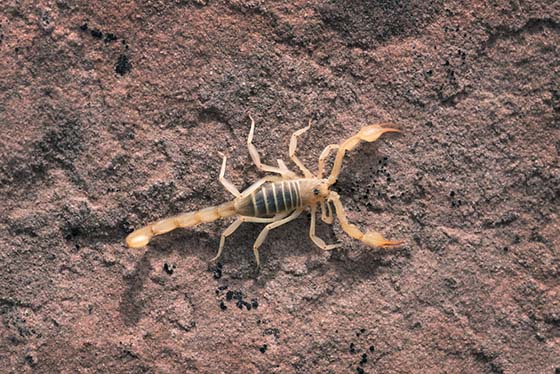 About The Scorpion and Hiring Pest Control to Eradicate Them
