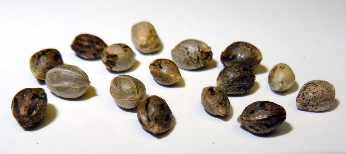 Know about the best Feminized Seeds online