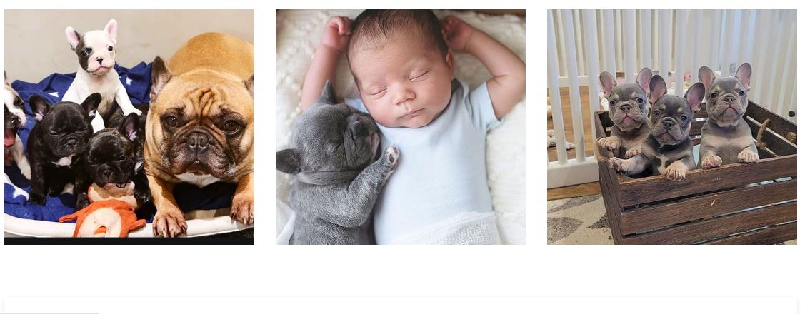 Things You Should Know About Merle French Bulldogs