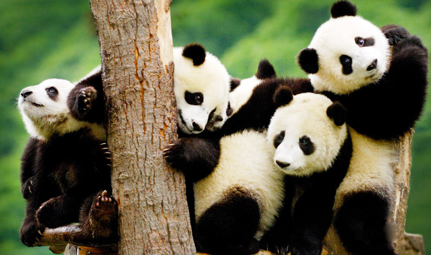See Pandas Live in Action: Things to See during Sichuan Panda Tours