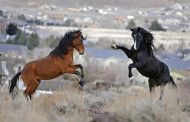 ISPMB Provides Insights into Caring For Adopted Wild Horses And Burros
