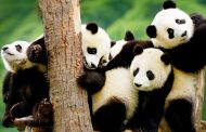 What It is Like Going on the Sichuan Wildlife Tour with AbsolutePanda