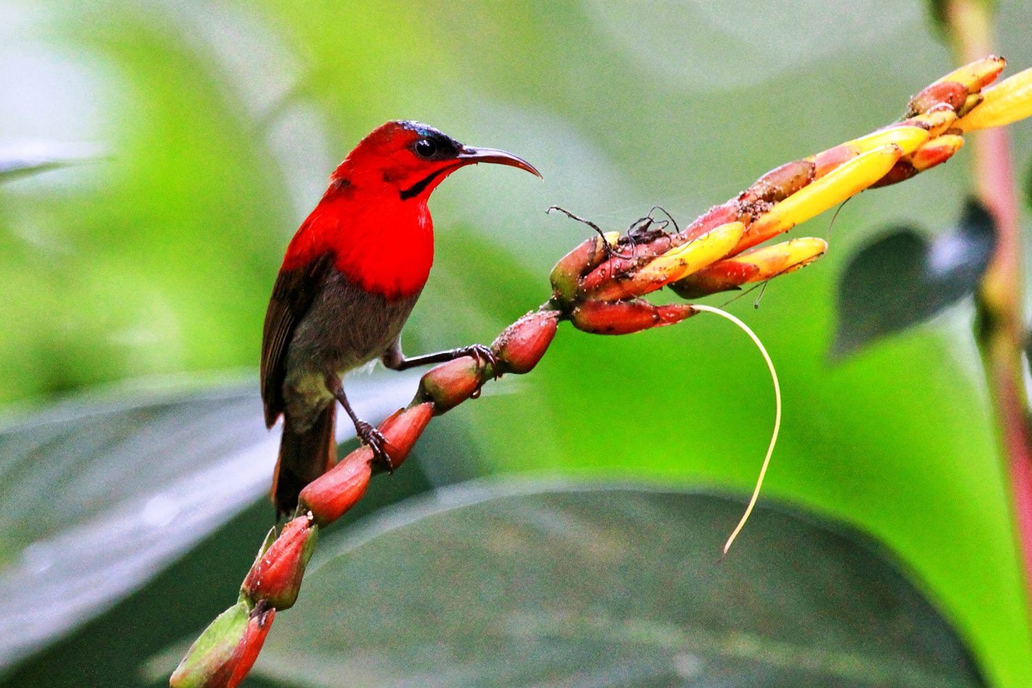 3 Must-See Places During Yunnan Birding Tours in 2022