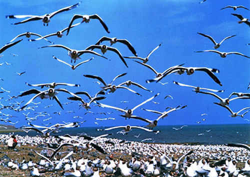 5 Must-Visit  Locations During Qinghai Birding
