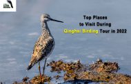 Top Places to Visit During Qinghai Birding Tour in 2022