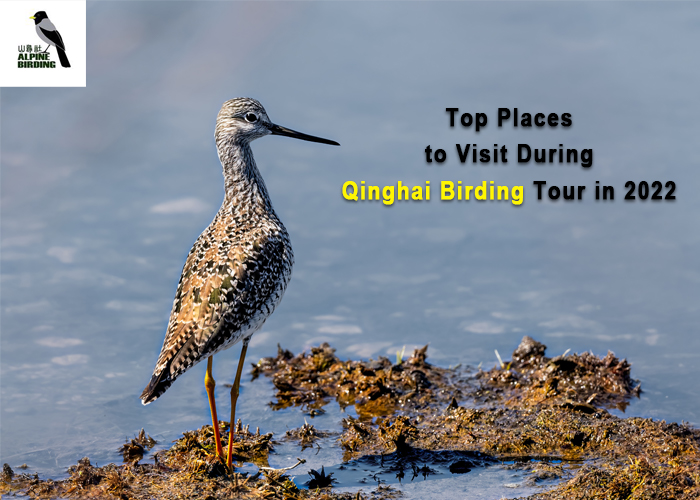 Top Places to Visit During Qinghai Birding Tour in 2022