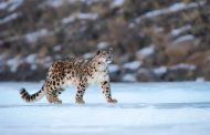 5 Top things to know about snow leopards before booking a safari