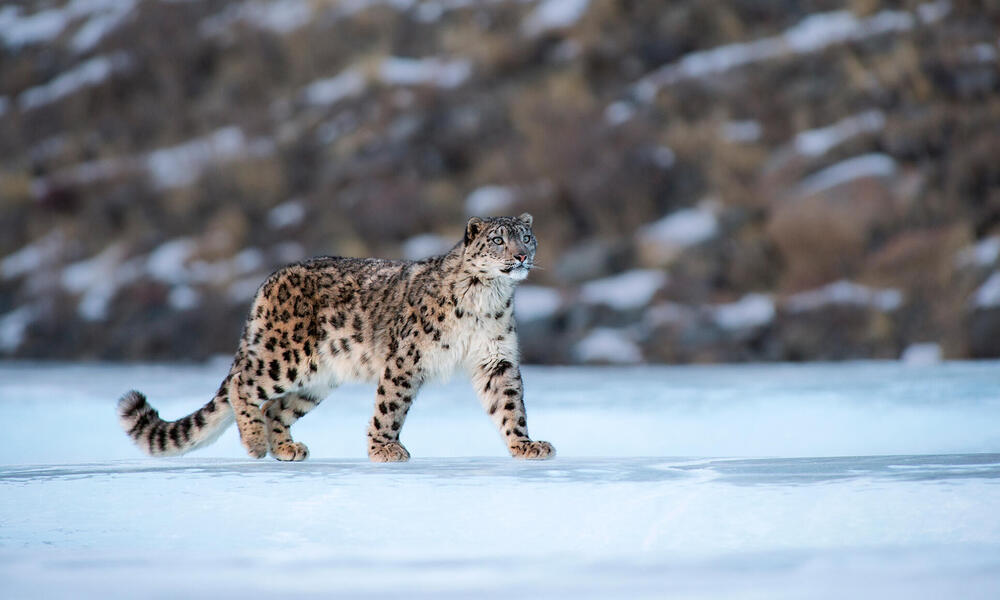 5 Top things to know about snow leopards before booking a safari