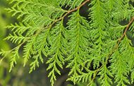 Conifers Garden – Get the Conifers of the World at Your Doorstep