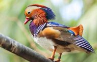 Birding Tour Companies in China - Places You Shouldn’t Miss!