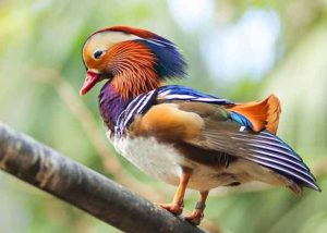 birding tour companies in china