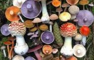 Nourishing advantages and properties of Mushroom Superfoods