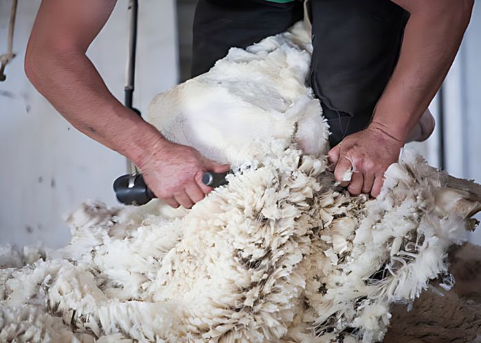 Why Is Shearing Required for Sheep? The Benefits of Shearing Jeans And Accessories