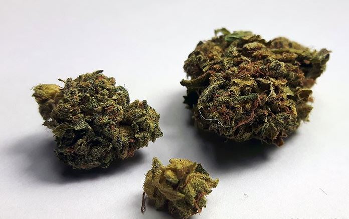 Variety Kosher Kush: Unveiling the Exquisite Strain