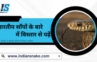 Deep Dive into the Diversity of Indian Snakes: A Resource by Indian Snake