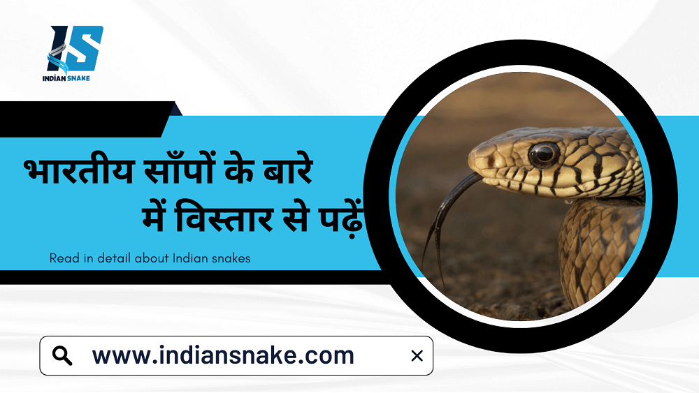 Deep Dive into the Diversity of Indian Snakes: A Resource by Indian Snake